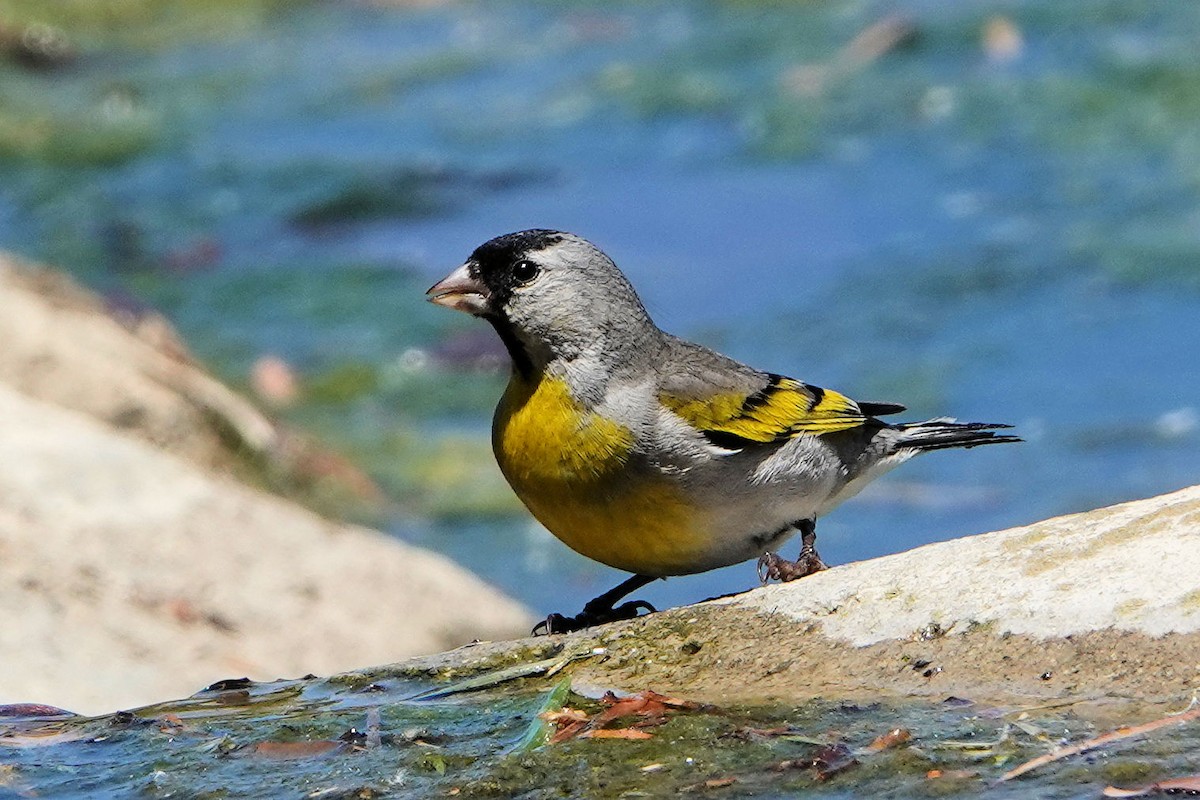 Lawrence's Goldfinch - ML337872991