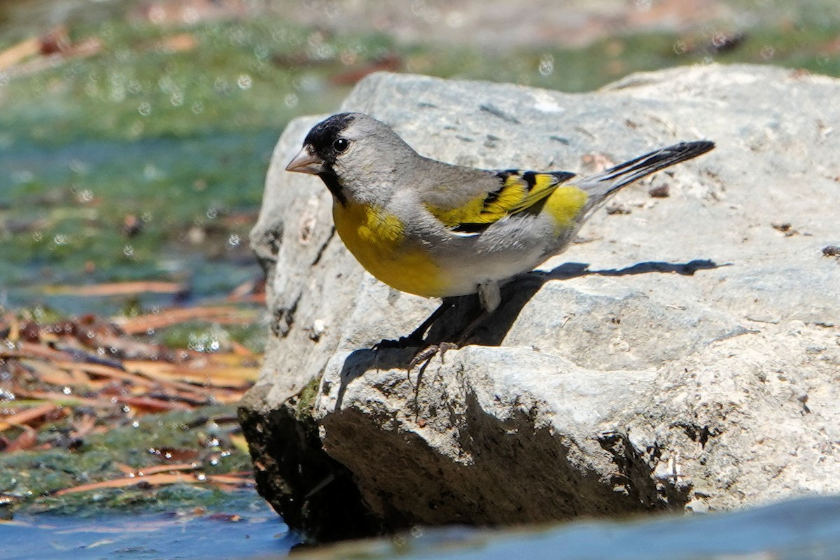 Lawrence's Goldfinch - ML337873001