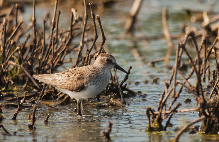 Semipalmated Sandpiper - ML33787361