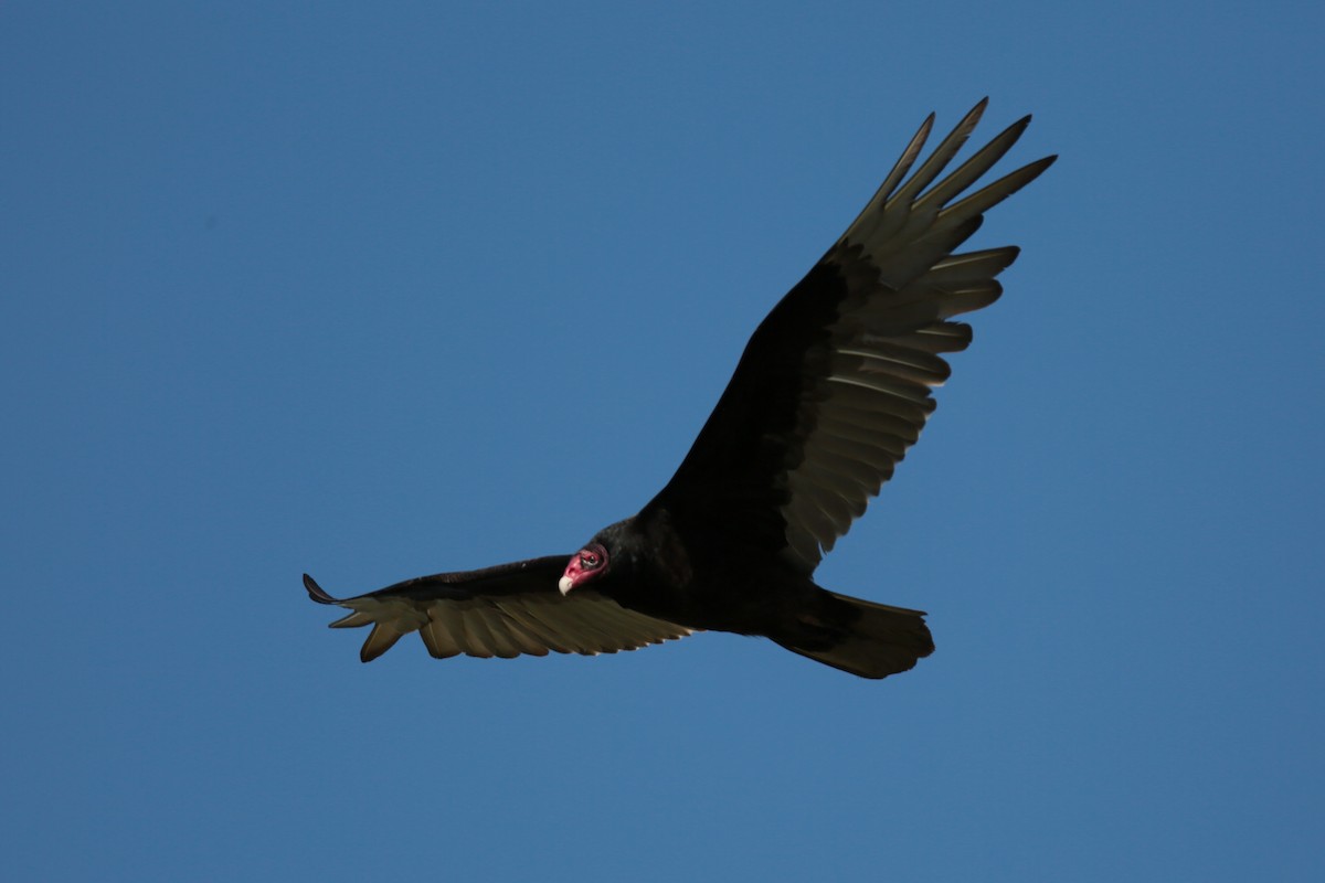 Turkey Vulture - ML337874241