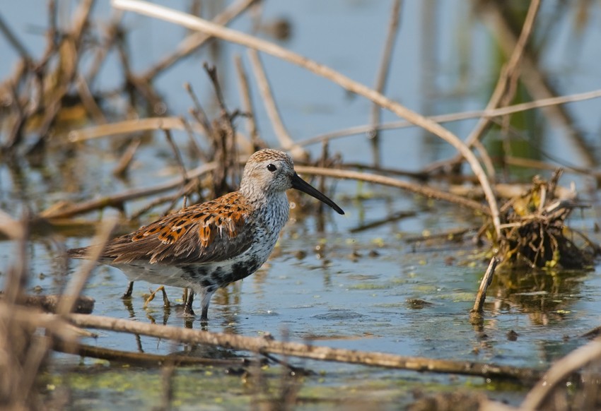 Dunlin - ML33787451