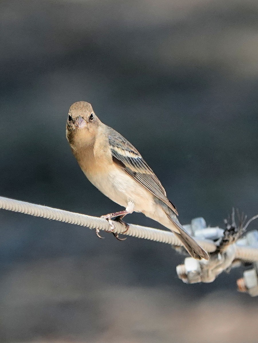 Lazuli Bunting - ML337874681