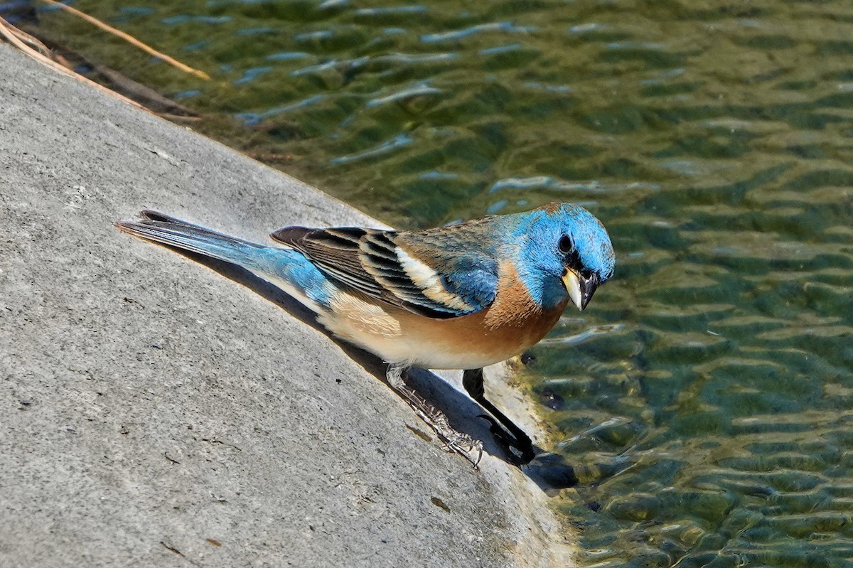 Lazuli Bunting - Sue Foster