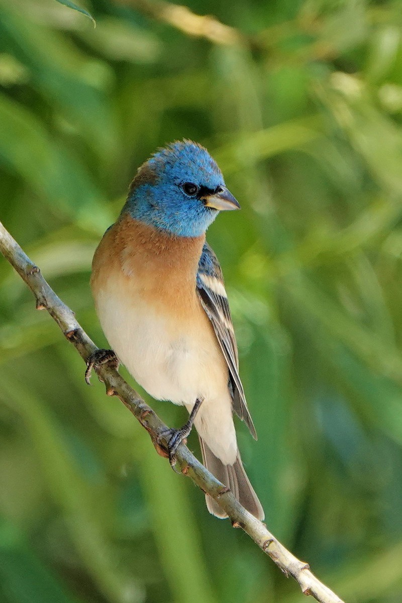 Lazuli Bunting - ML337874701