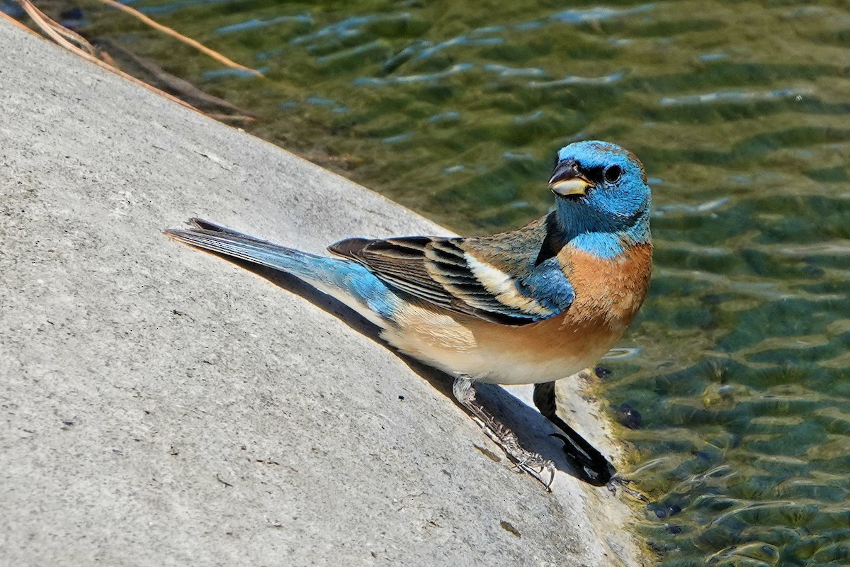 Lazuli Bunting - ML337874711