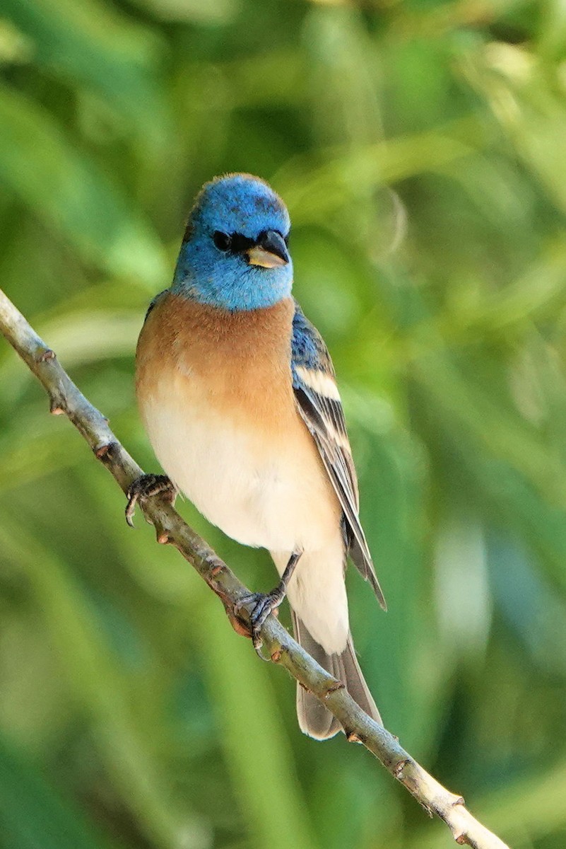 Lazuli Bunting - ML337874721