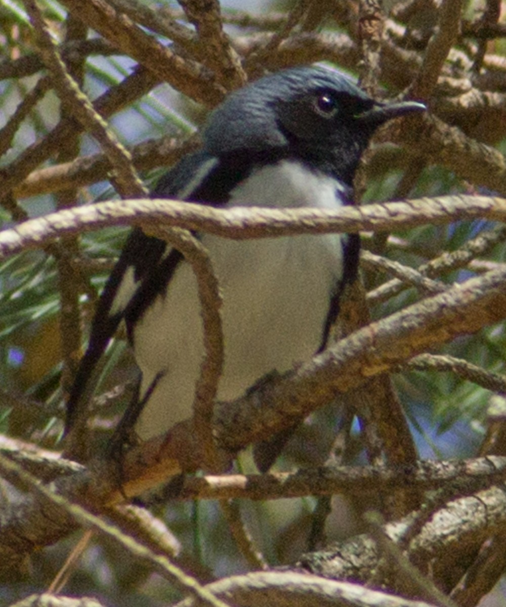 Black-throated Blue Warbler - ML337875701