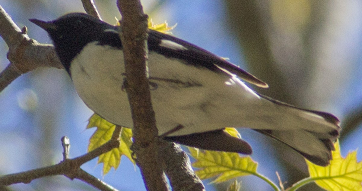 Black-throated Blue Warbler - ML337875711