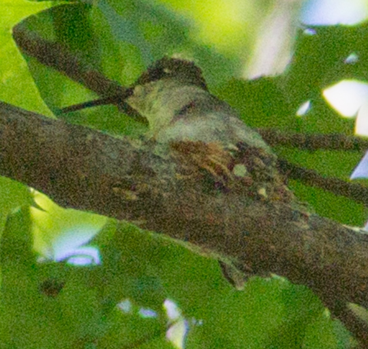 Ruby-throated Hummingbird - ML337875761