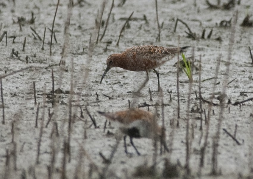 Curlew Sandpiper - ML33787781