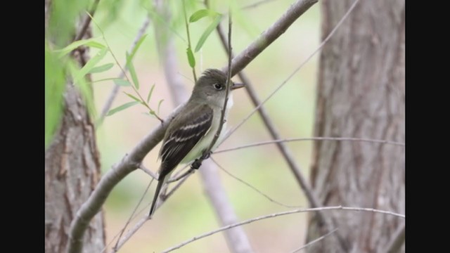 Alder Flycatcher - ML337879151