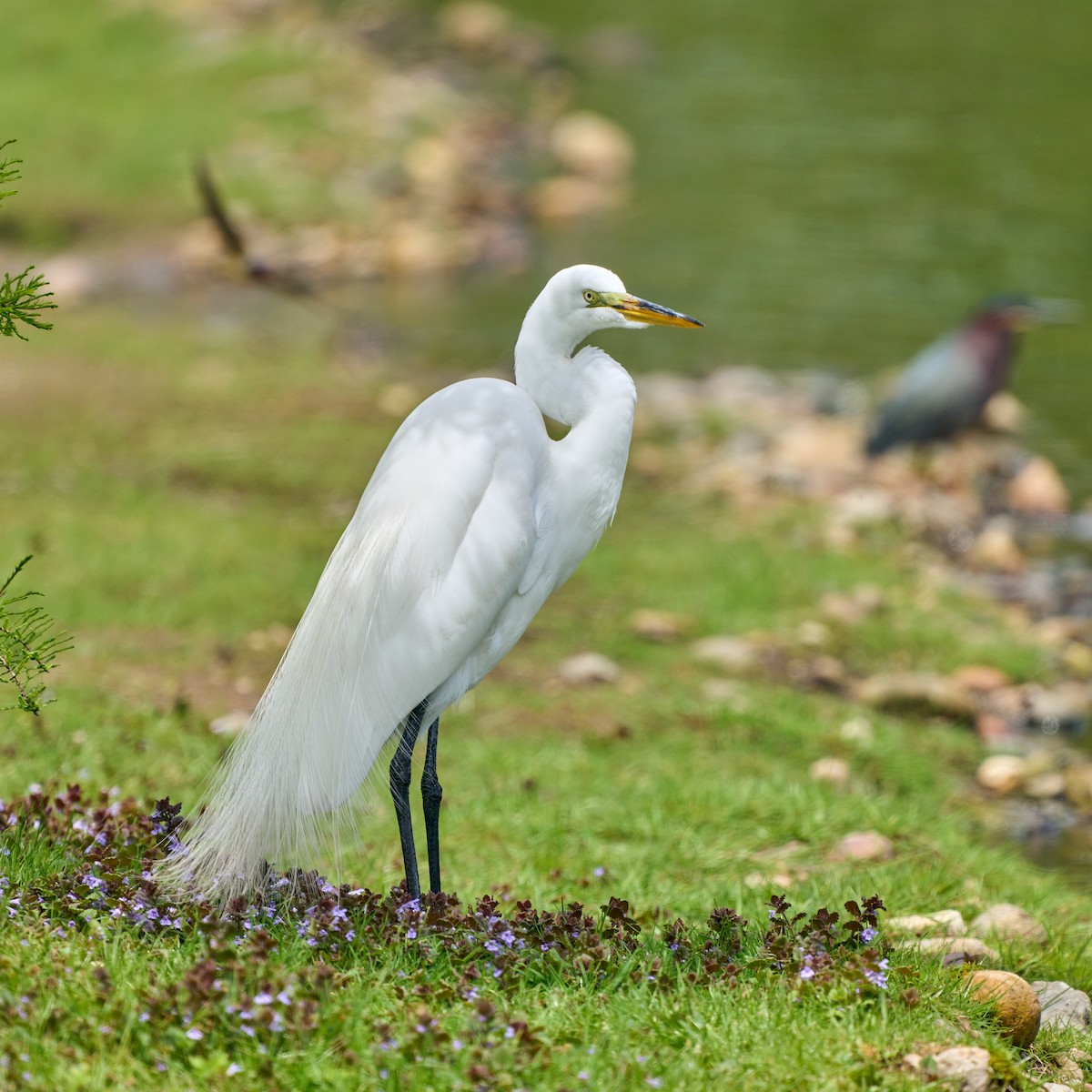 Great Egret - ML337879411