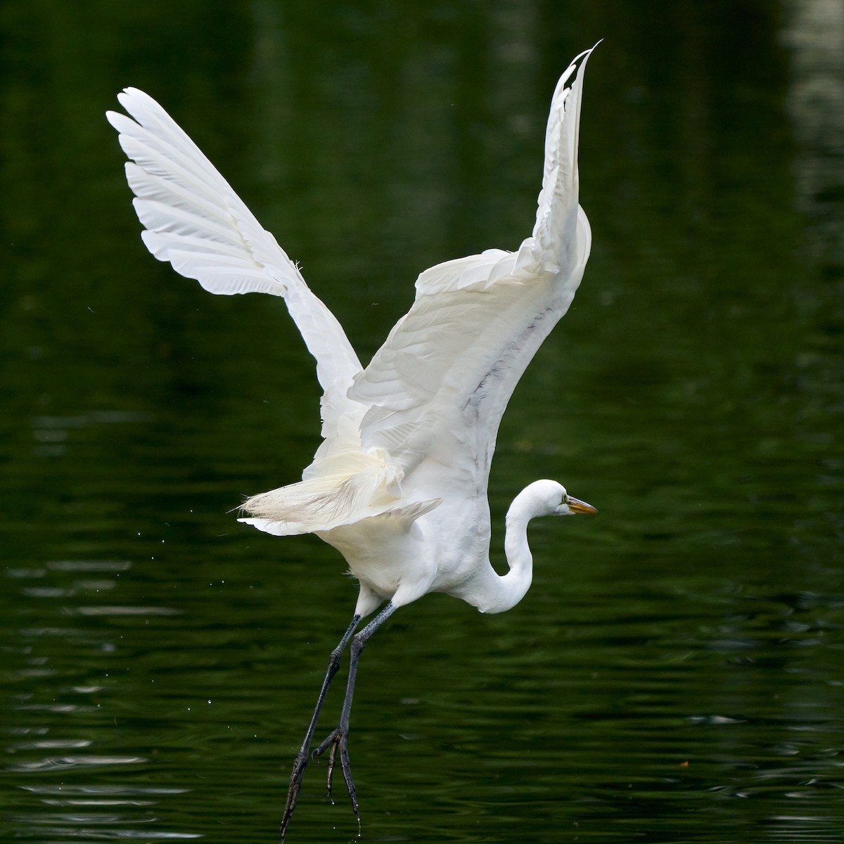 Great Egret - ML337879441