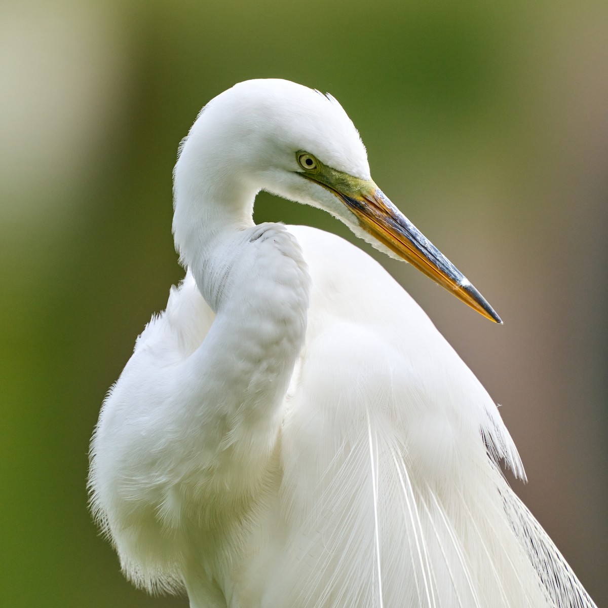 Great Egret - ML337879461