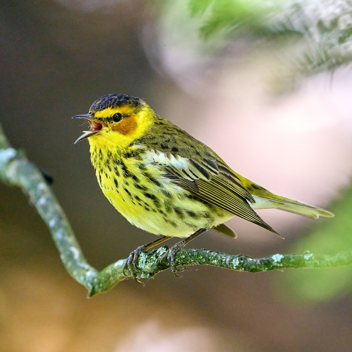 Cape May Warbler - Brennan Moore