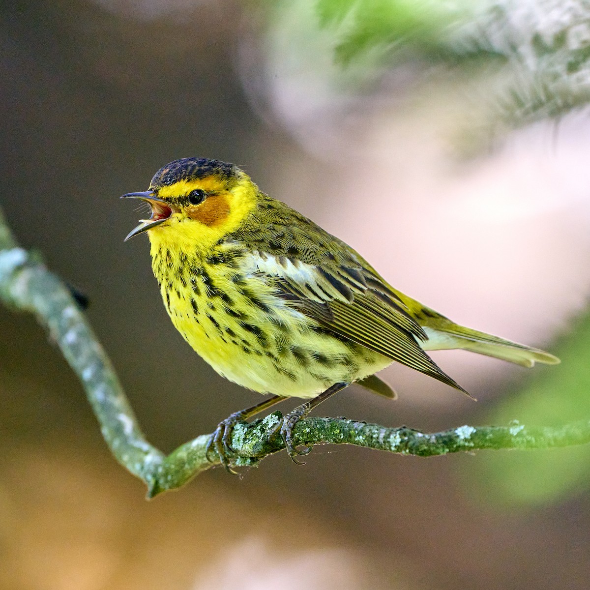 Cape May Warbler - ML337879631