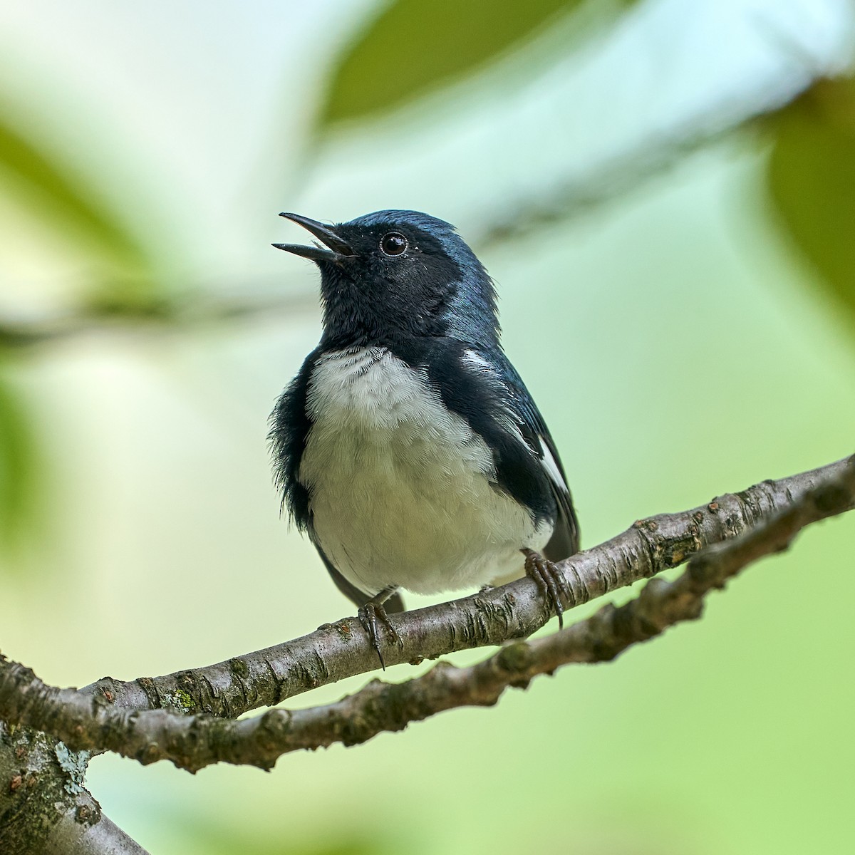 Black-throated Blue Warbler - Brennan Moore