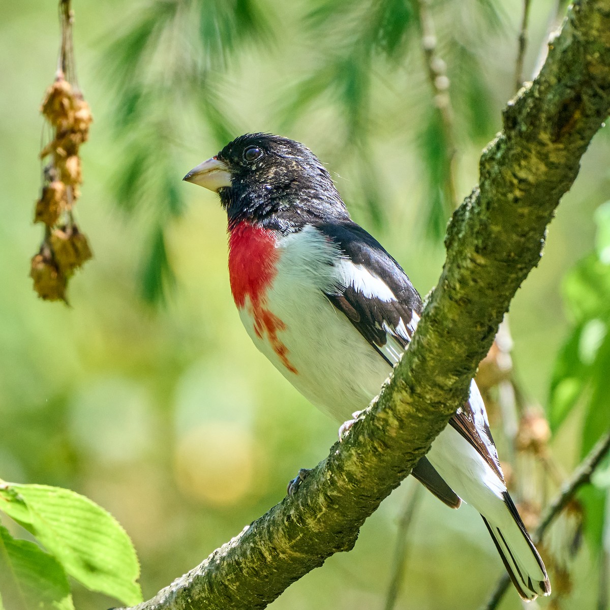 Rose-breasted Grosbeak - ML337881141