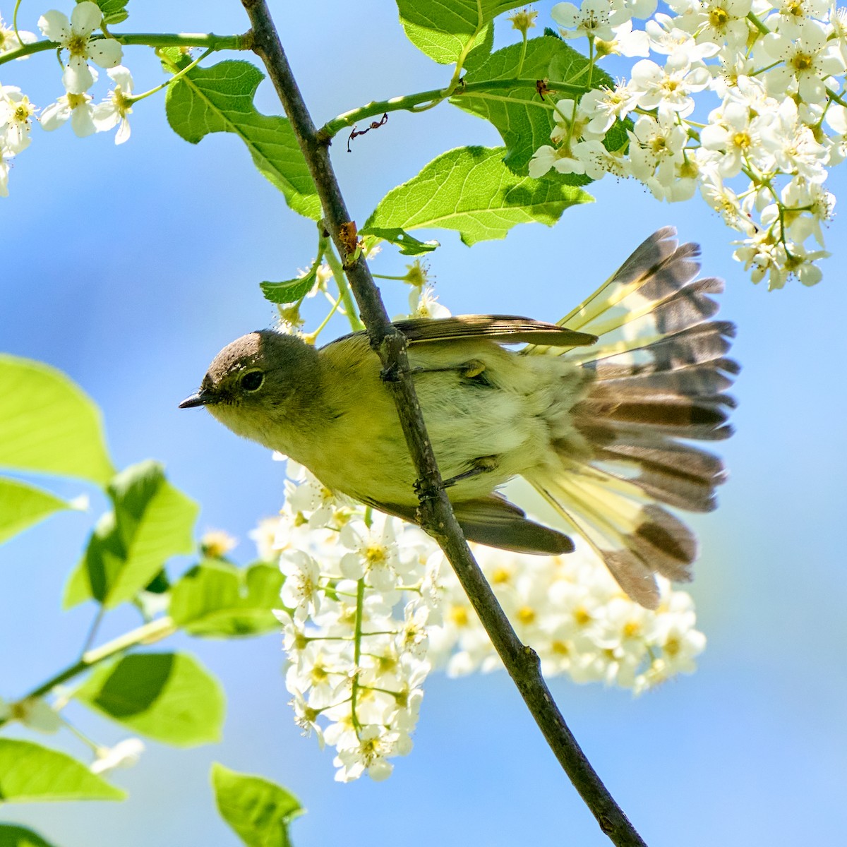 American Redstart - ML337881161