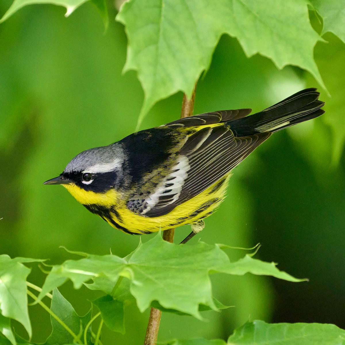 Magnolia Warbler - ML337882021