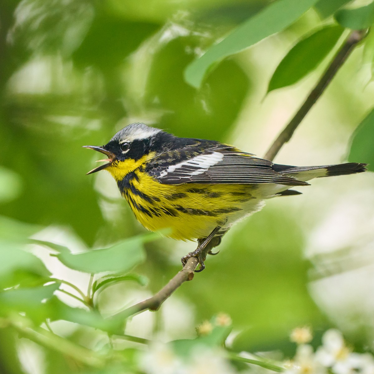 Magnolia Warbler - ML337882111