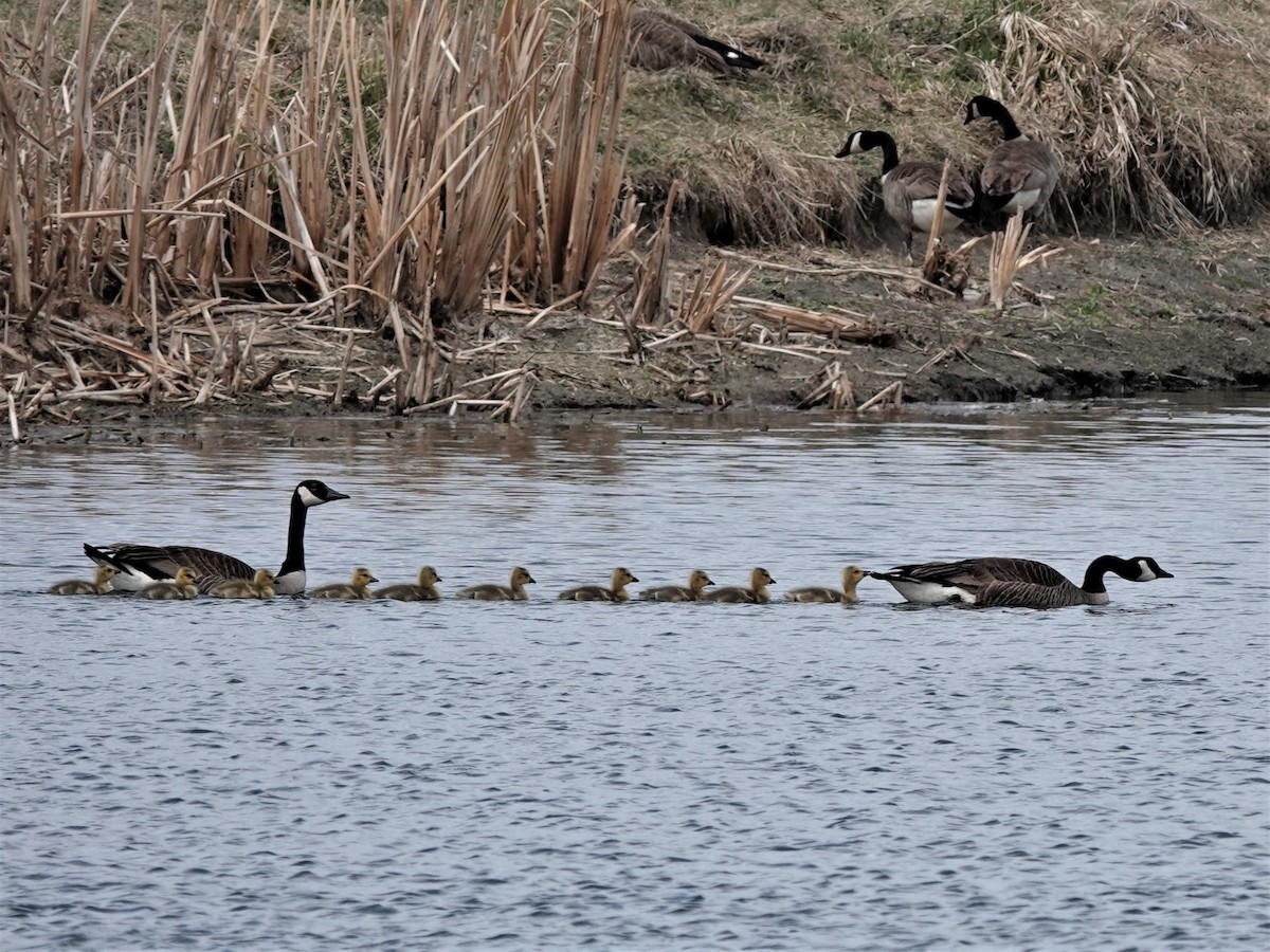 Canada Goose - ML337882991