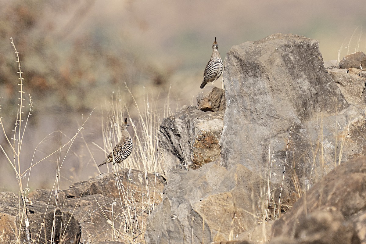 Banded Quail - ML337883351