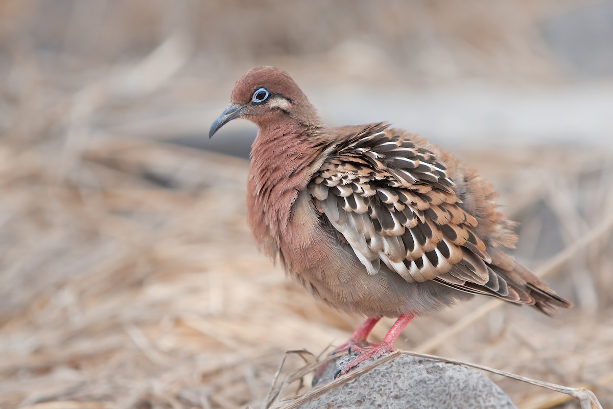 Galapagos Dove - ML337883421