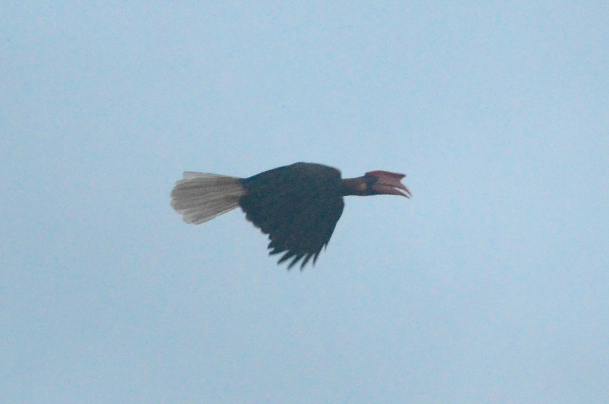 Rufous Hornbill - ML33788441