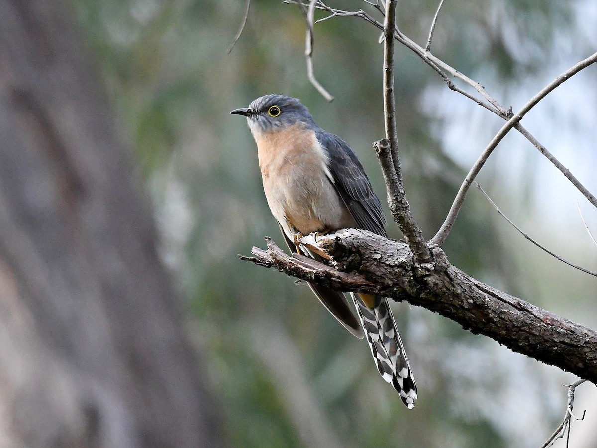 Fan-tailed Cuckoo - ML337885861