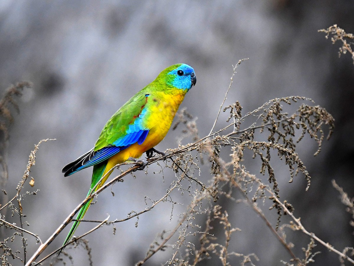 Turquoise Parrot - ML337886031
