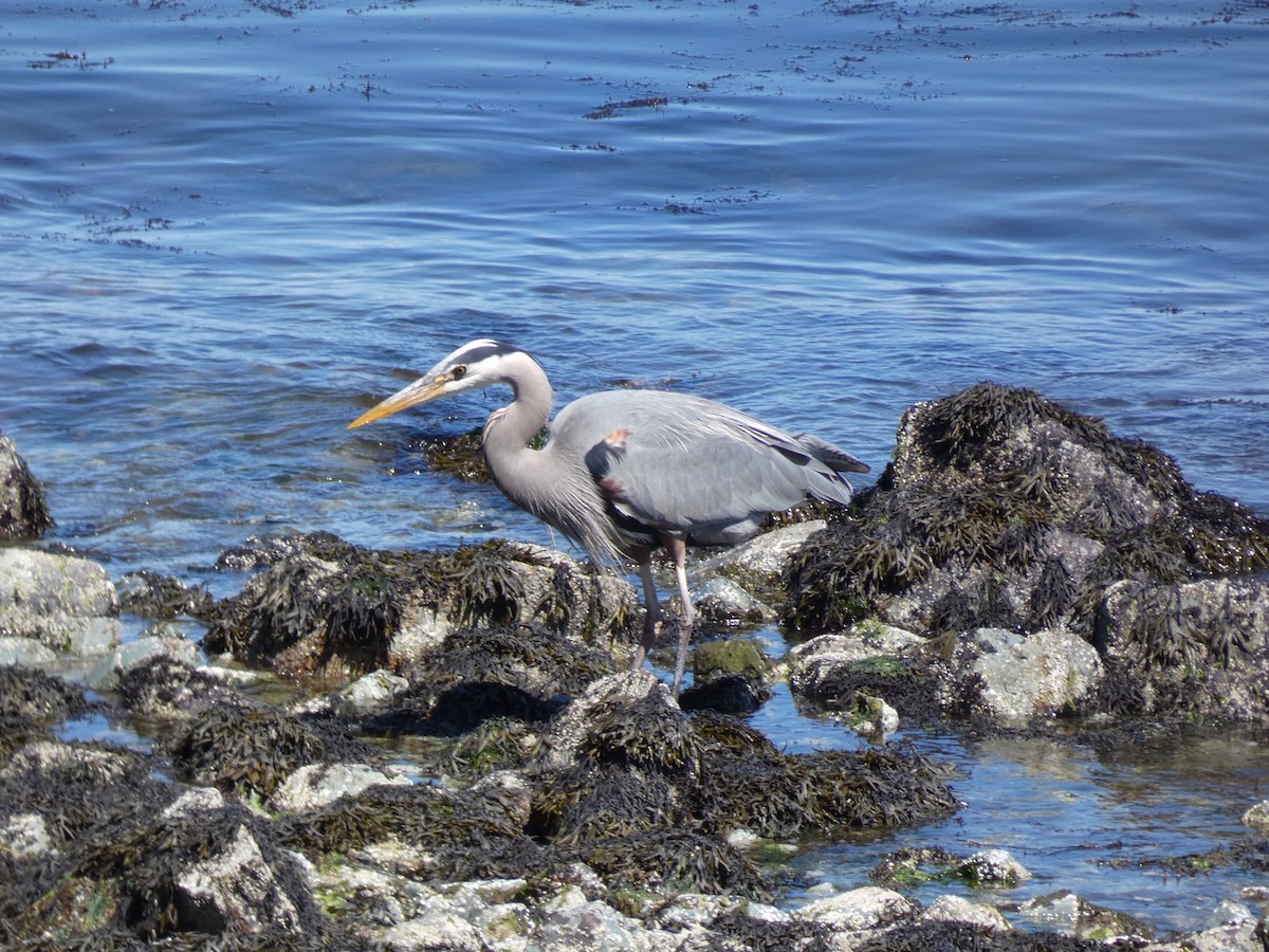 Great Blue Heron - ML337886251