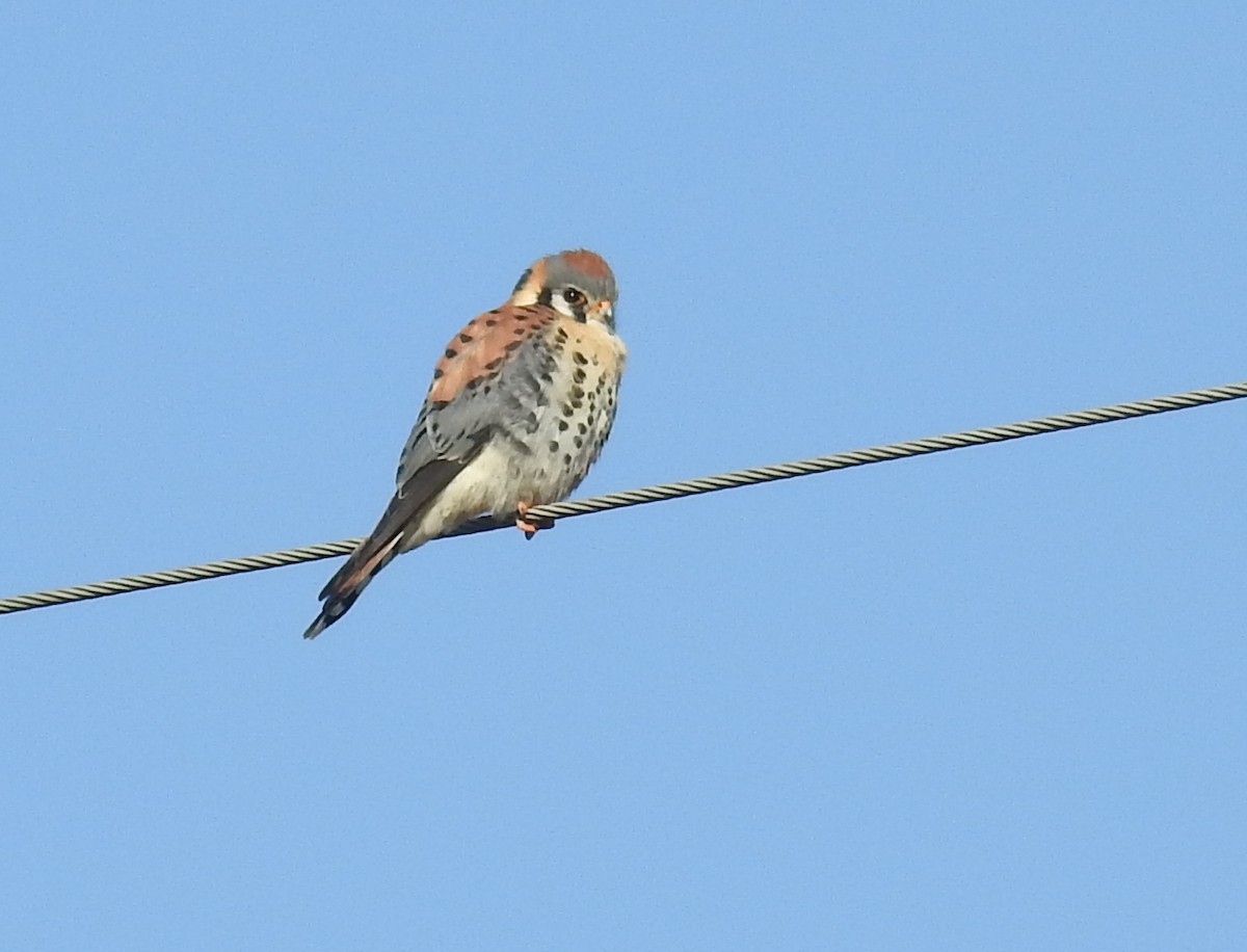 American Kestrel - ML337886371