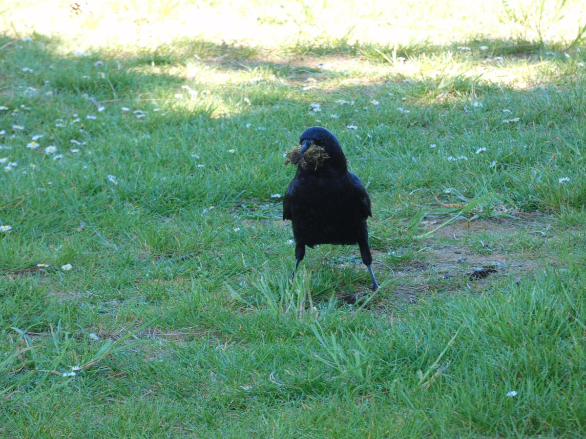 American Crow - ML337886431