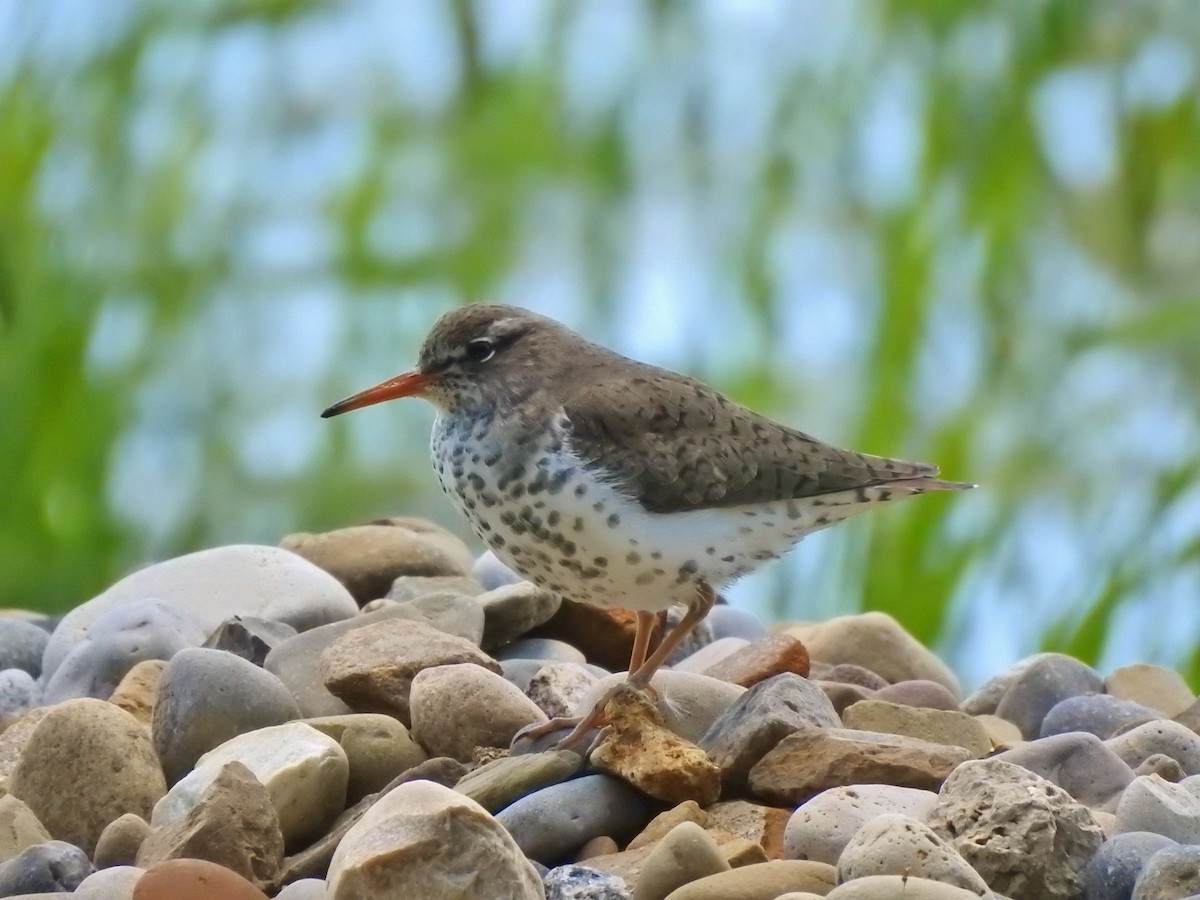 Spotted Sandpiper - ML337886801