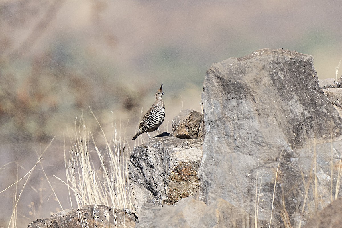 Banded Quail - ML337887321