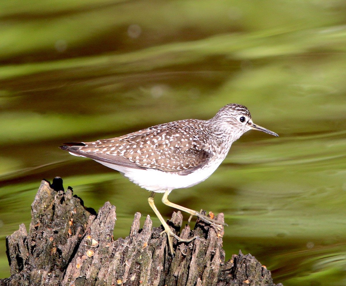 Solitary Sandpiper - ML337887361