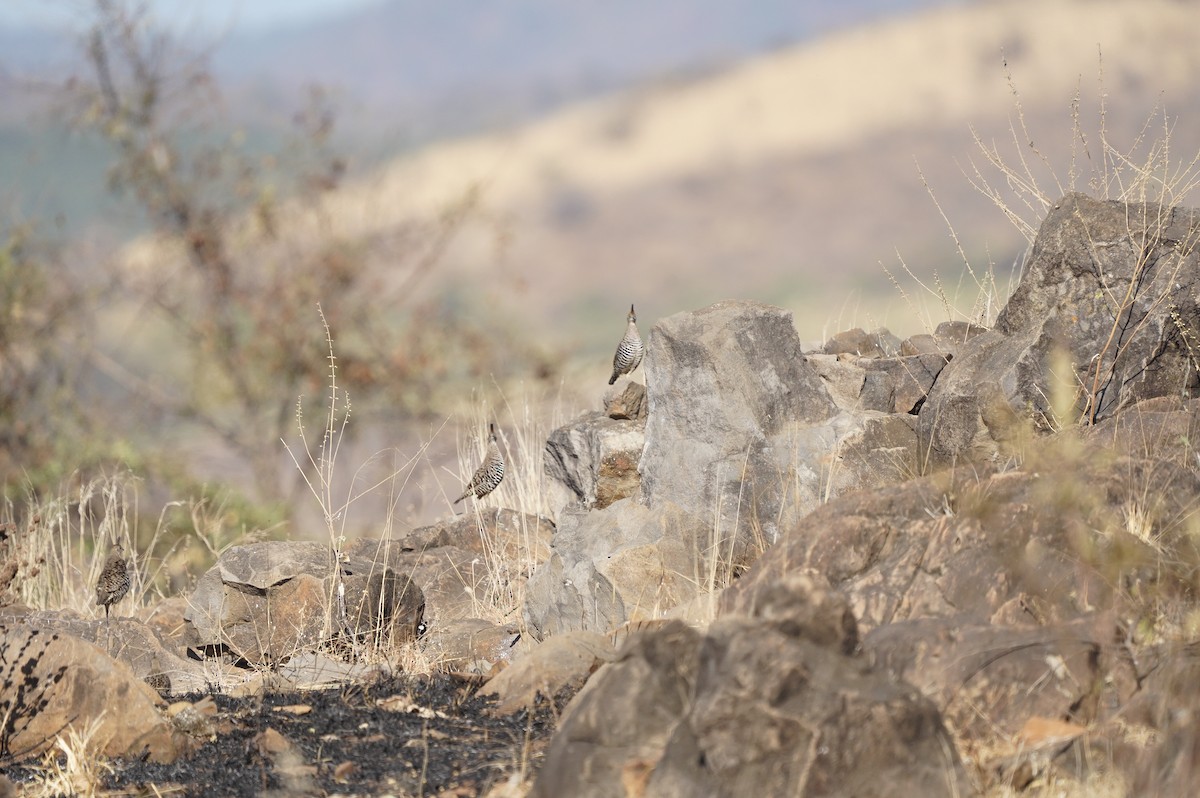 Banded Quail - ML337887391