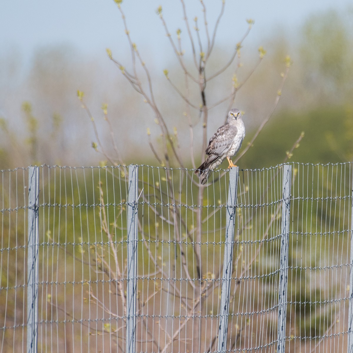 Northern Harrier - ML337887701