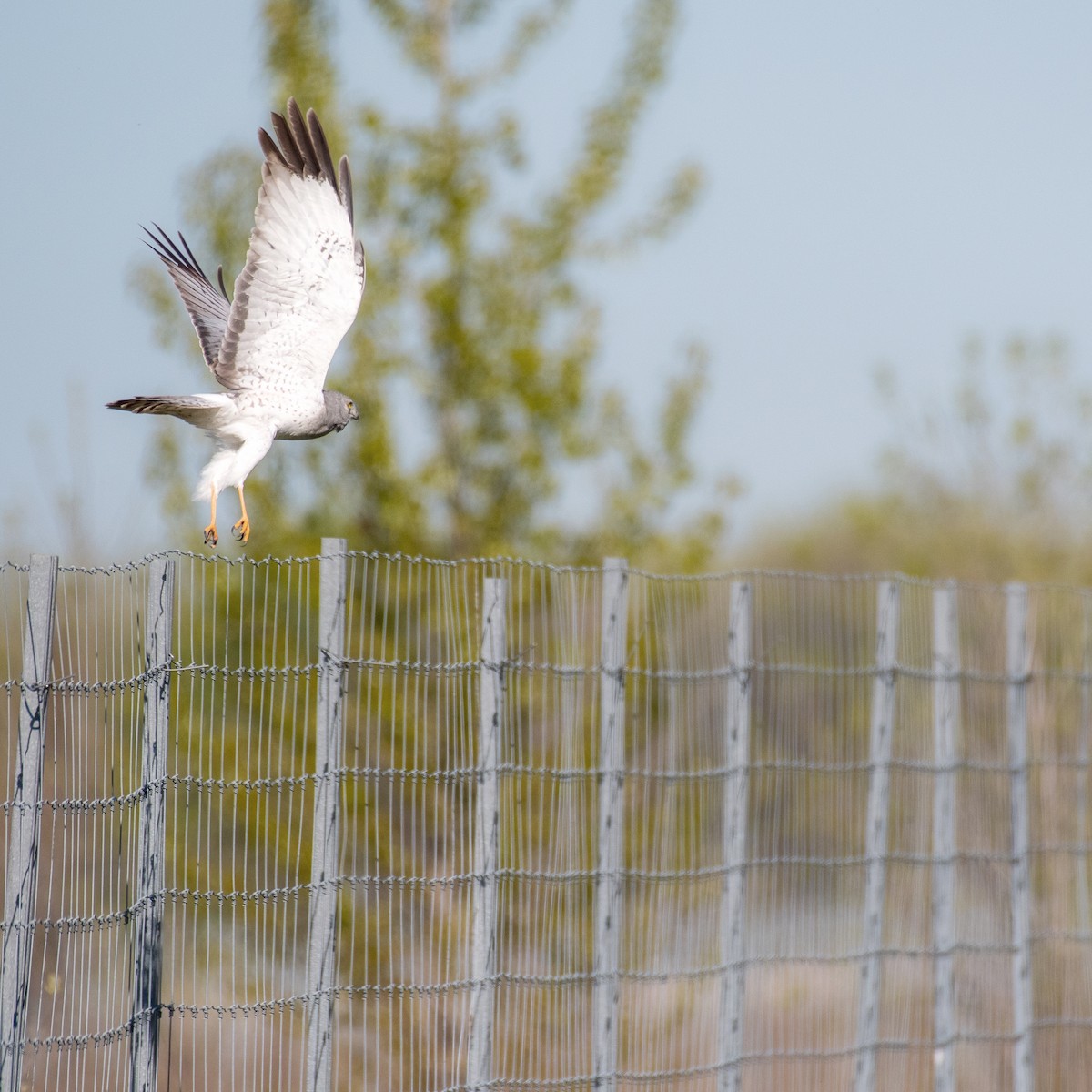 Northern Harrier - ML337887711