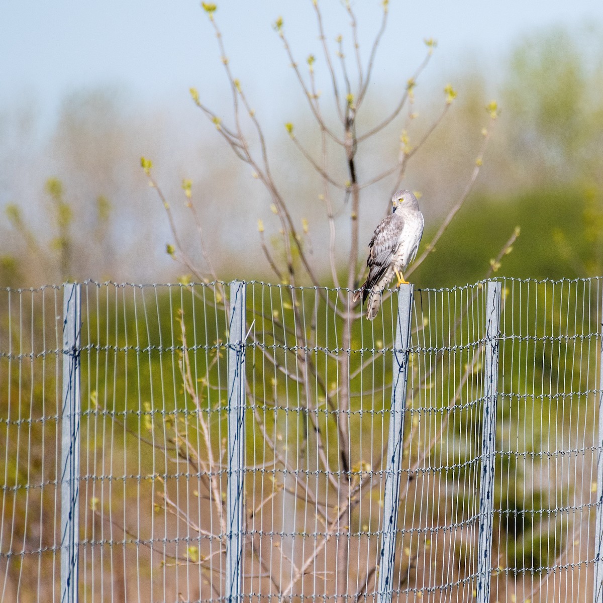 Northern Harrier - ML337887751