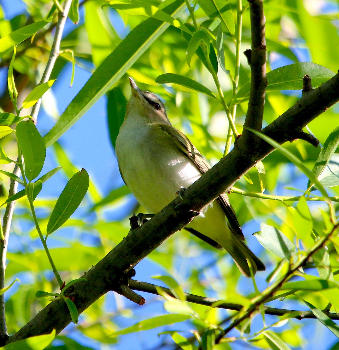 Red-eyed Vireo - ML337887761