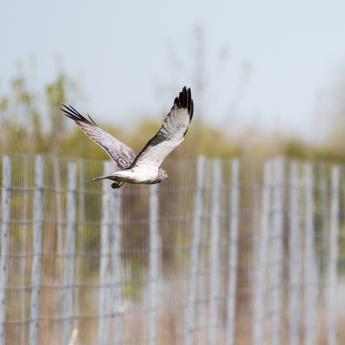 Northern Harrier - ML337887771