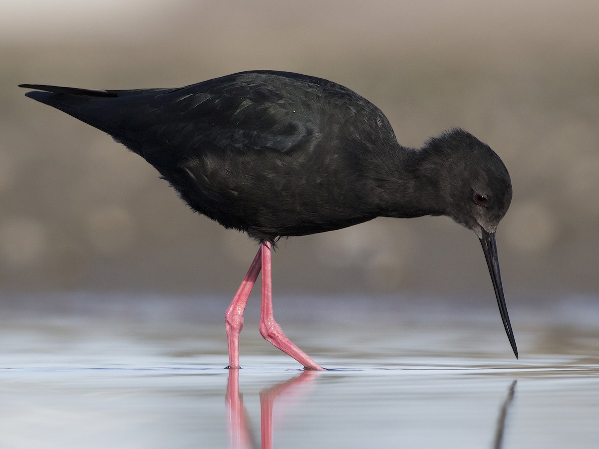 Black Stilt - ML337887821