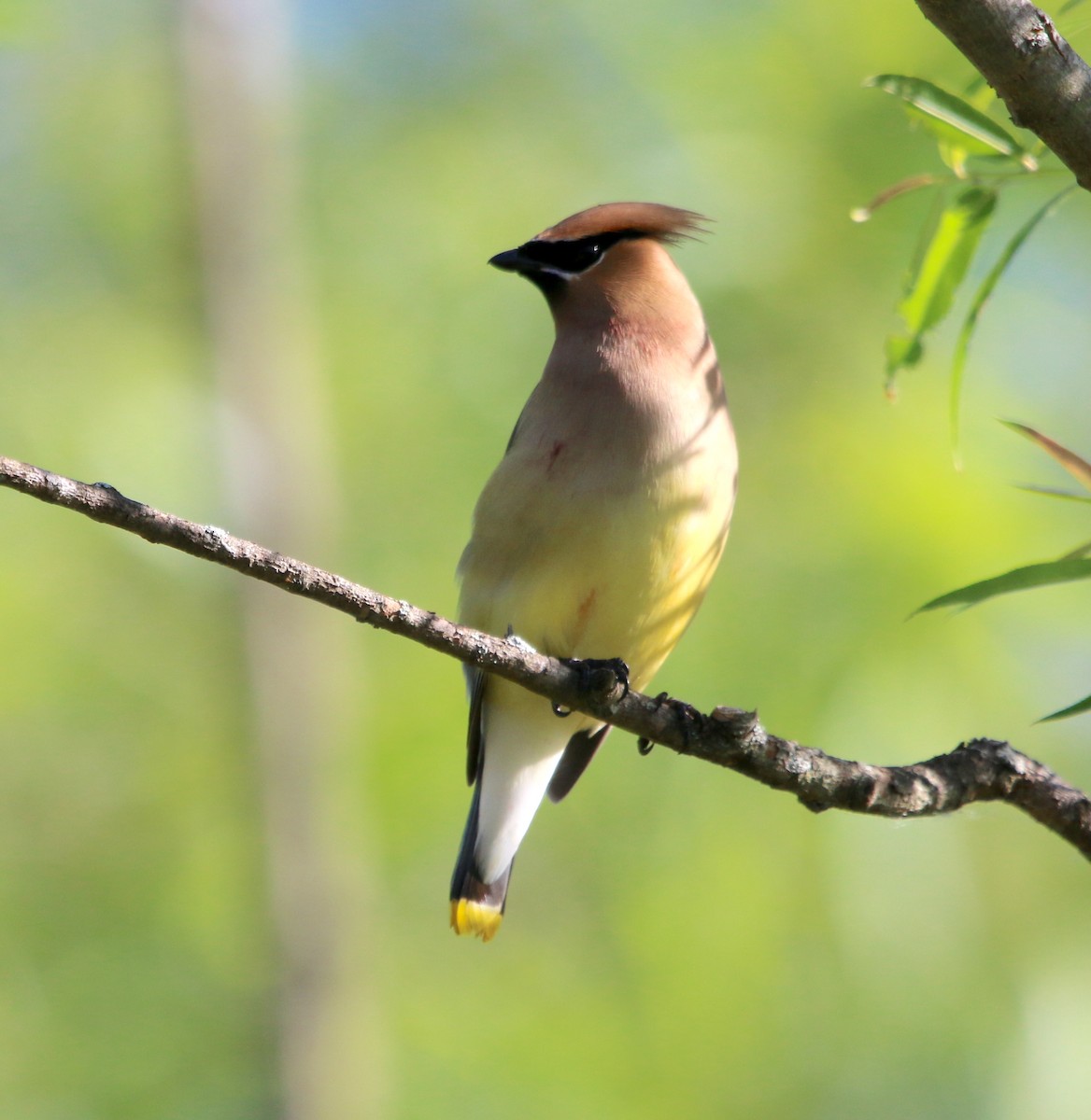 Cedar Waxwing - ML337887891