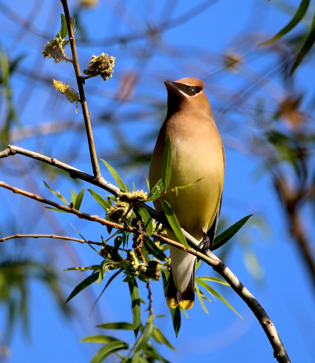 Cedar Waxwing - ML337887931