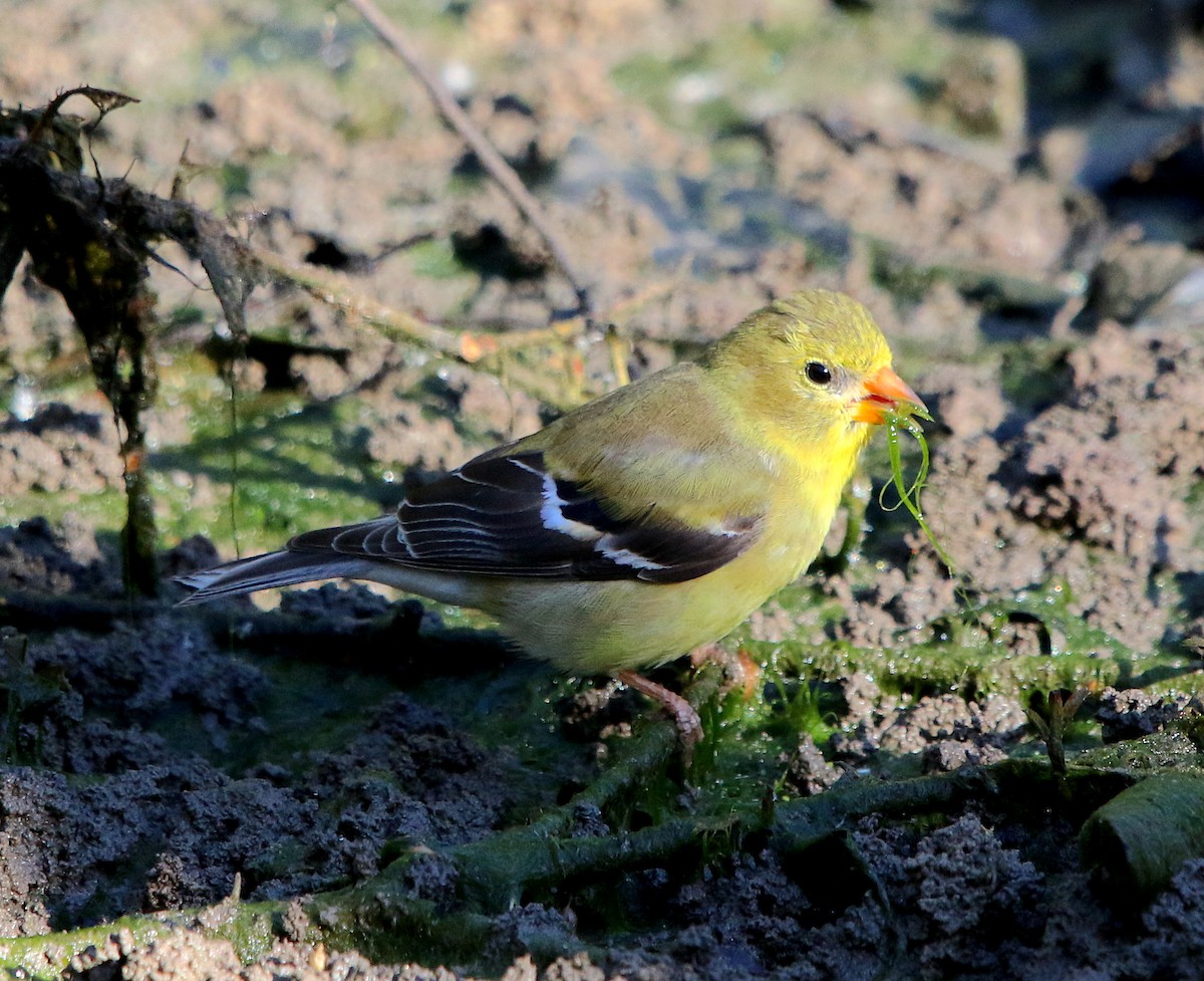 American Goldfinch - ML337888031