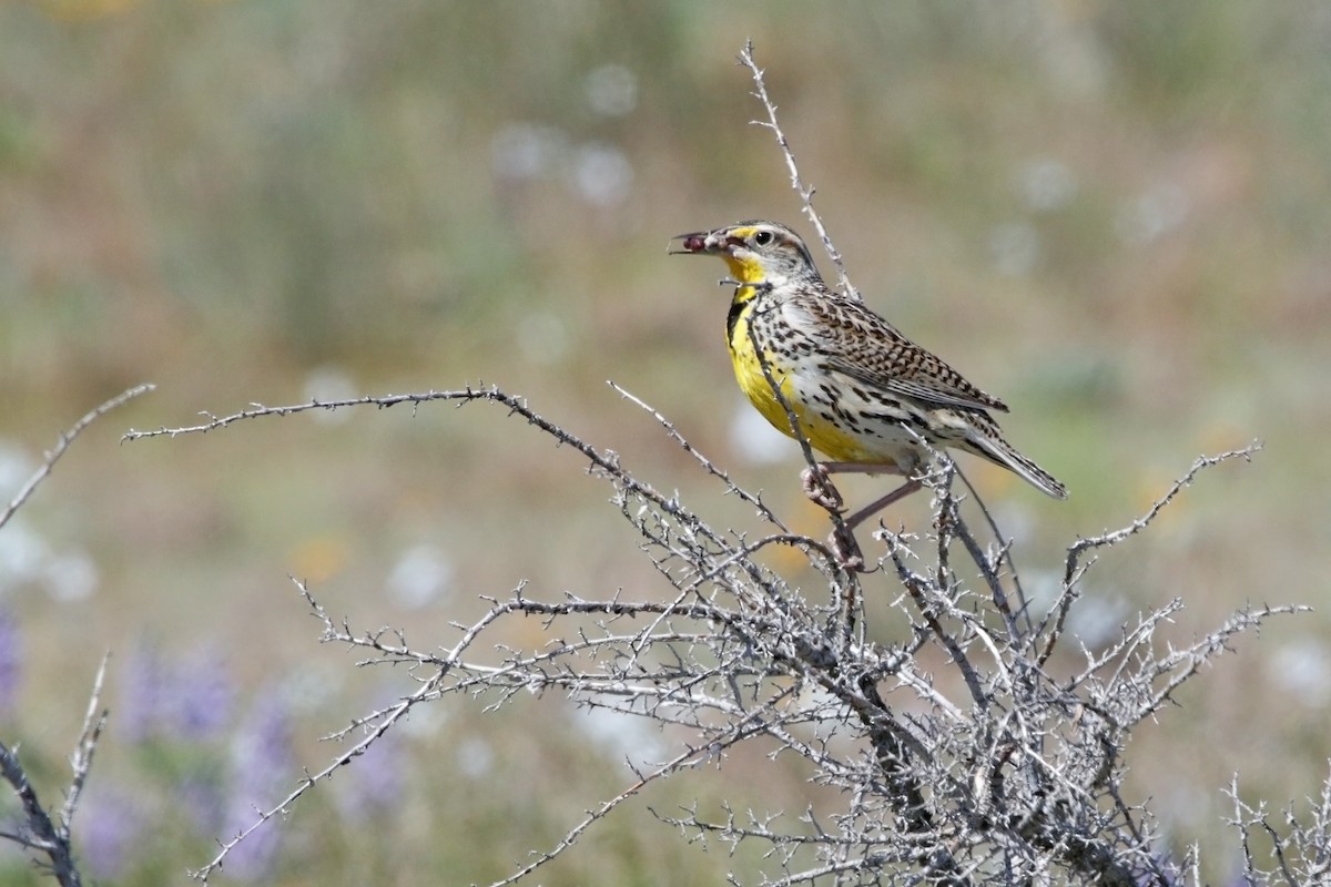 Western Meadowlark - ML337888131