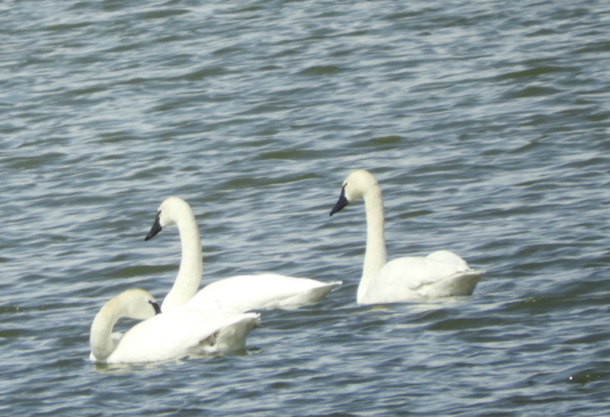 Tundra Swan - ML337888601