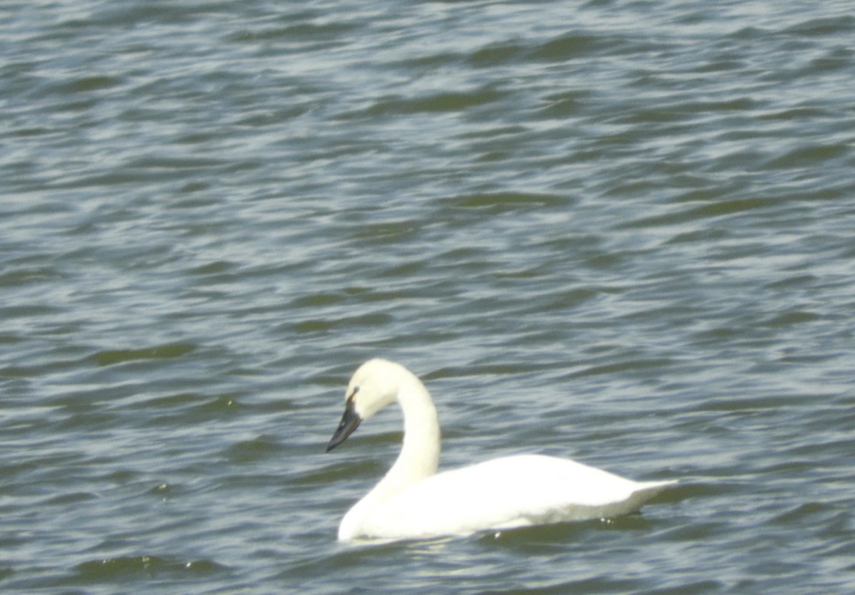 Tundra Swan - Betsy Thorsteinson